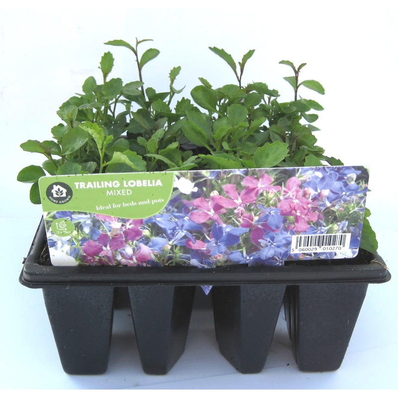 LOBELIA MIXED TRAILING 12PK