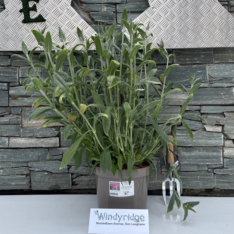 LYCHNIS Hills Ground 7.5L