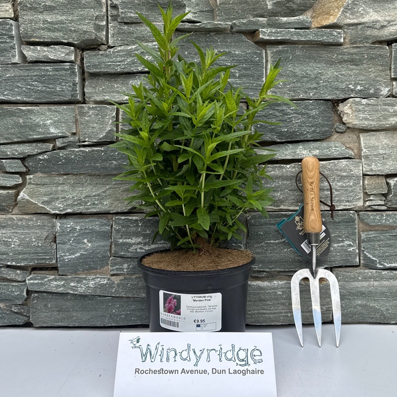 LYTHRUM virg. Morden Pink 3L