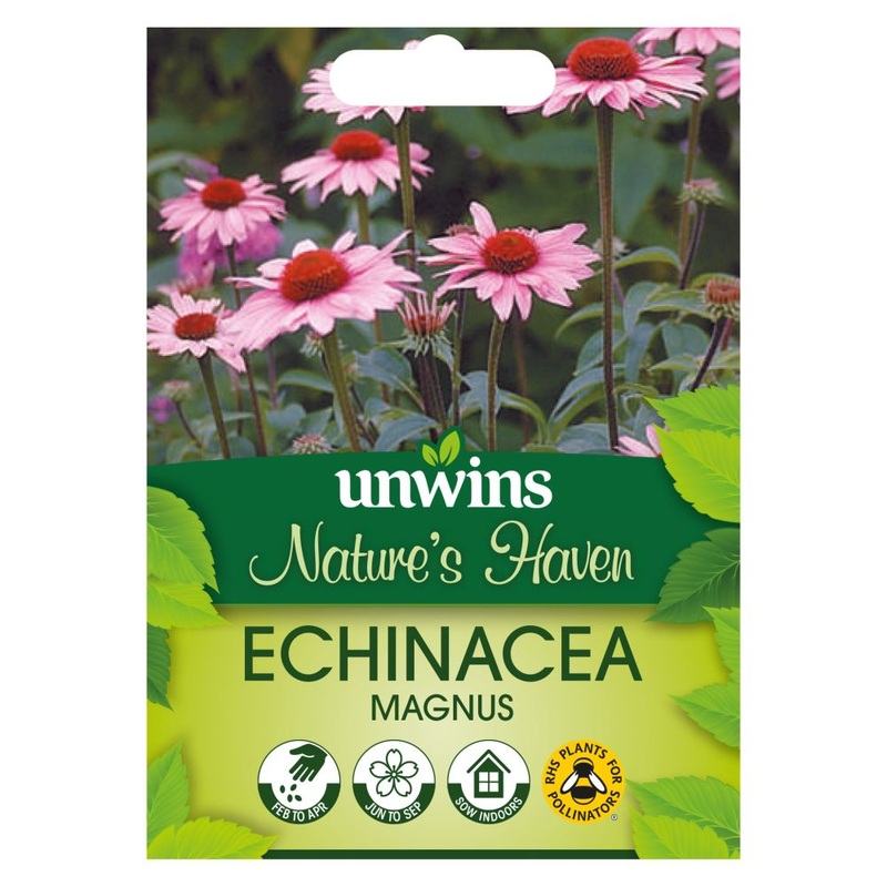 NH Echinacea Magnus