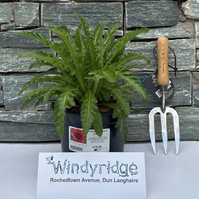 PAPAVER Beauty of Livermere 3L