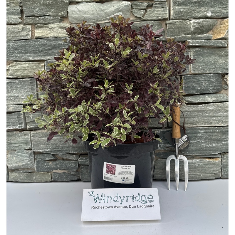 PITTOSPORUM Bannow Bay 7.5Ltr Pot