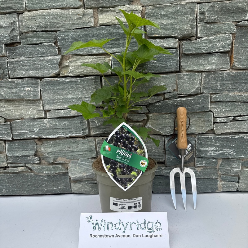 Ribes Ben Sarek (blackcurrant)