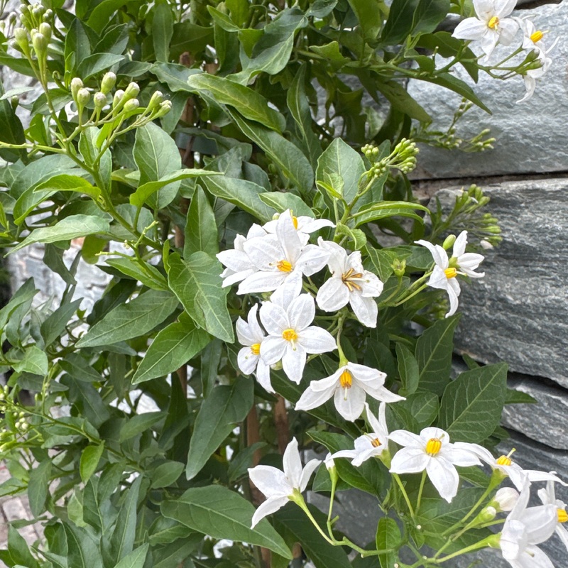 Solanum jasminoides pyramid