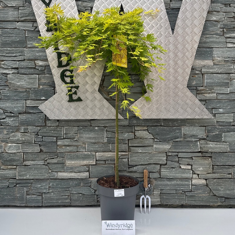 ACER PALM. CASCADE CITRINE