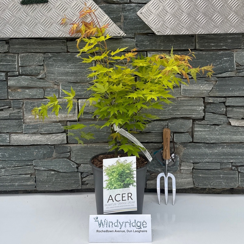 Acer palm. Orange Dream  60-80 CM C6.5