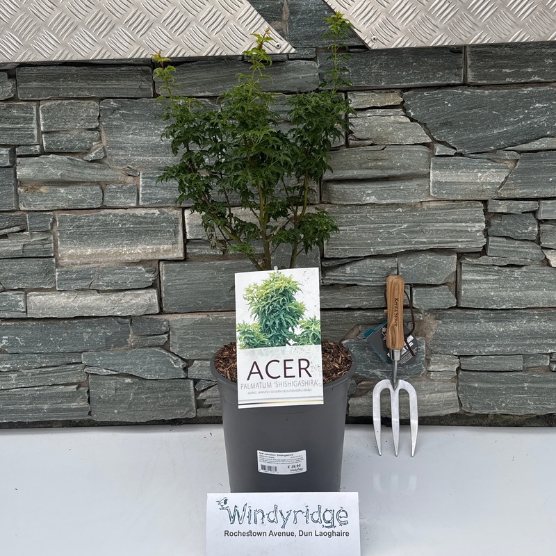 Acer palmatum Shishigashira  40-50 CM C6.5