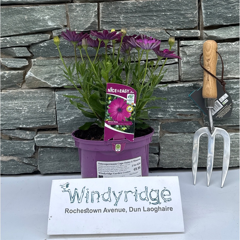 African Daisy Osteospermum Cape Daisy Maseru (2Ltr Pot)