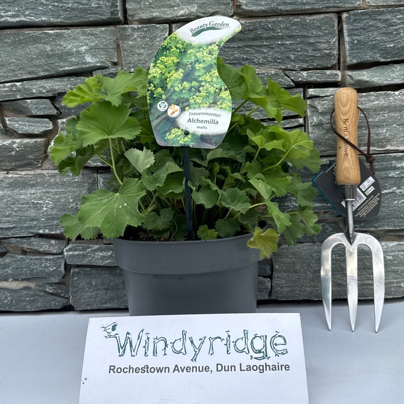 Alchemilla mollis  3 Ltr pot