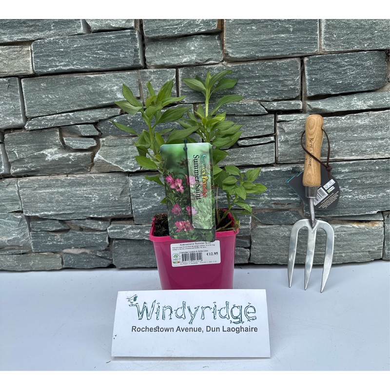 Alstroemeria  Summer Saint