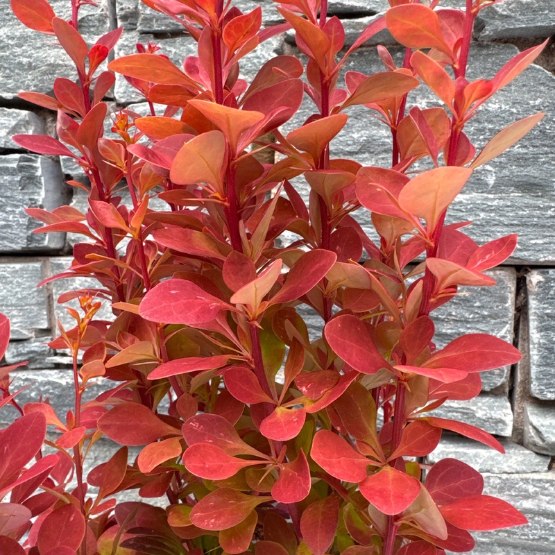 BERBERIS thun. Chiquita