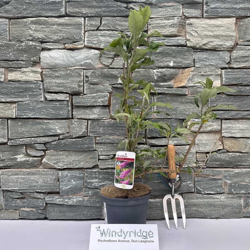 Buddleja Pink Delight