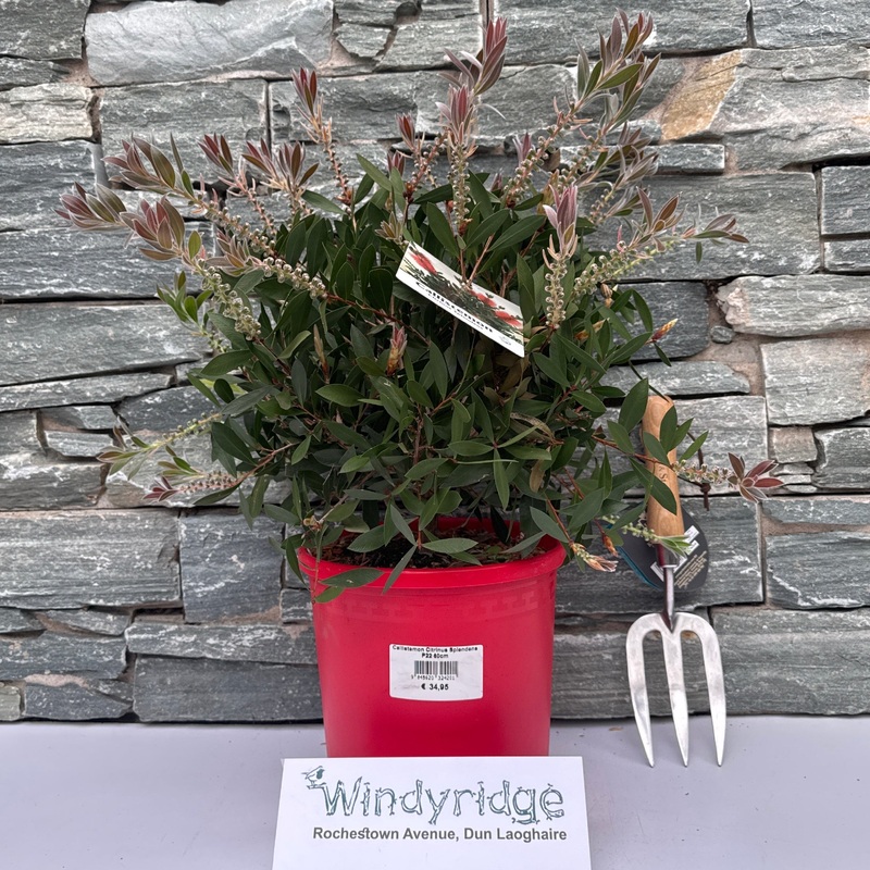 Callistemon Citrinus Splendens P22 60cm