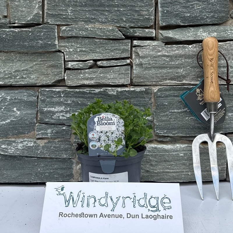 CAMPANULA Kane