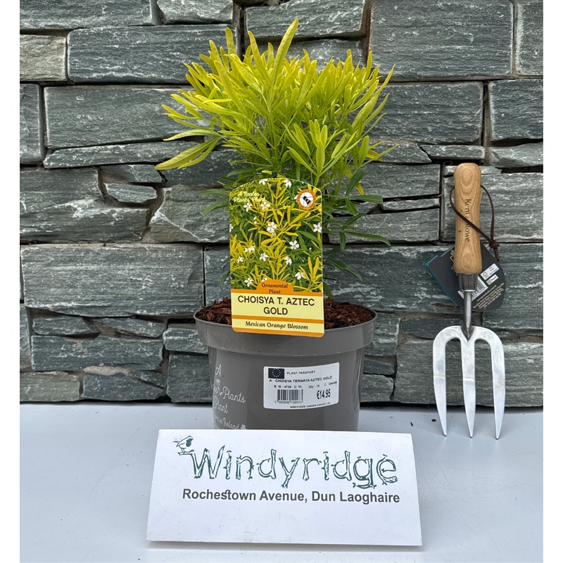 CHOISYA T. AZTEC GOLD