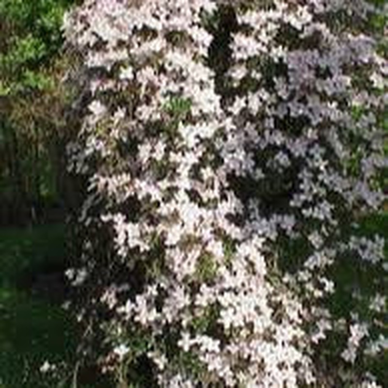 CLEMATIS MONTANA RUBENS 4Ltr