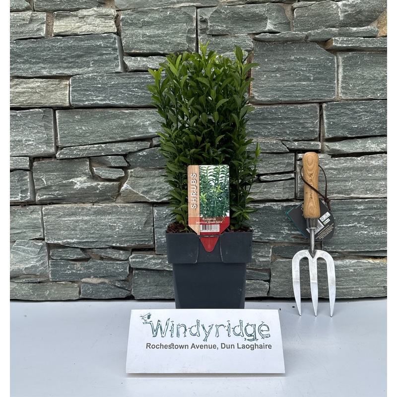 Euonymus jap. Green Spire  2L, square pot