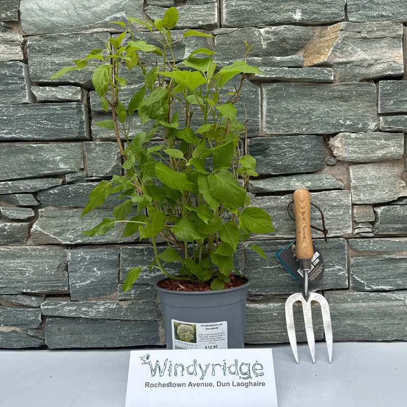 HYDRANGEA arb Annabelle