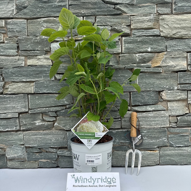 HYDRANGEA arb. Strong Annabelle 40-50cm