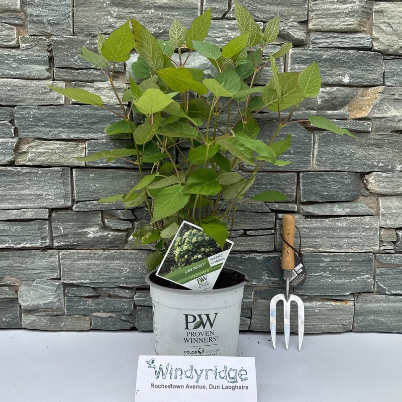 Hydrangea arbor. Lime Rickey  5 Ltr pot