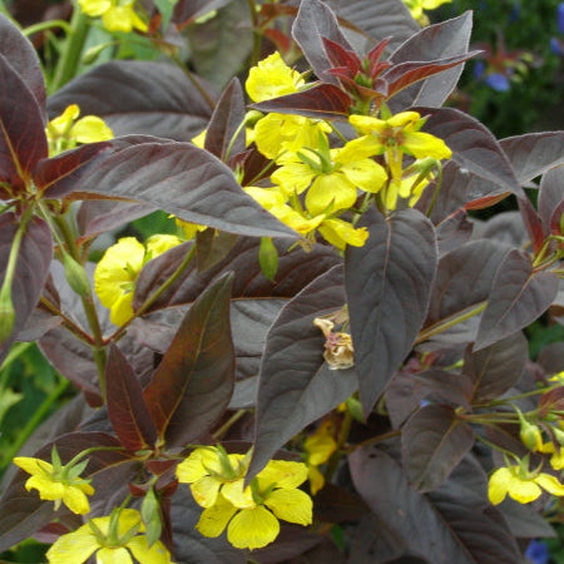 Lysimachia cil. Firecracker