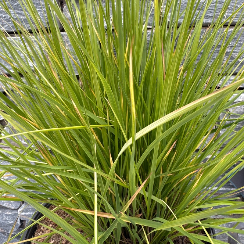 Molinia caerulea Heidezwerg