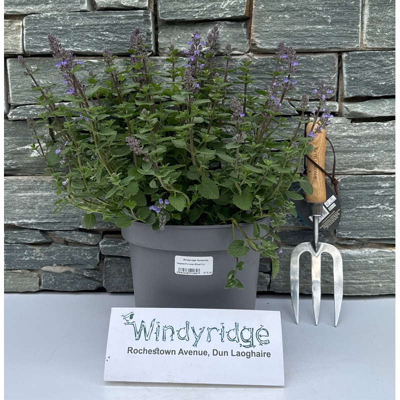 Nepeta Purrsian Blue 5 Ltr