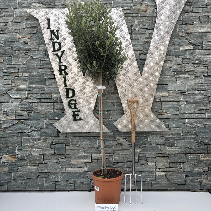 Olea Europaea on Stem P28 170cm