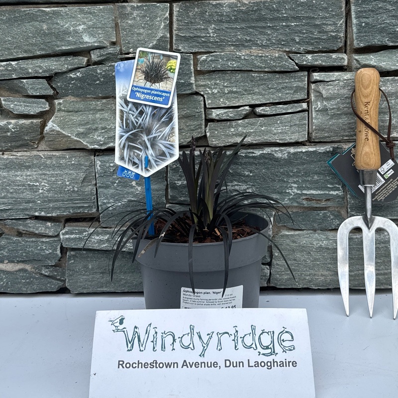 Ophiopogon plan. Niger  2 Ltr pot