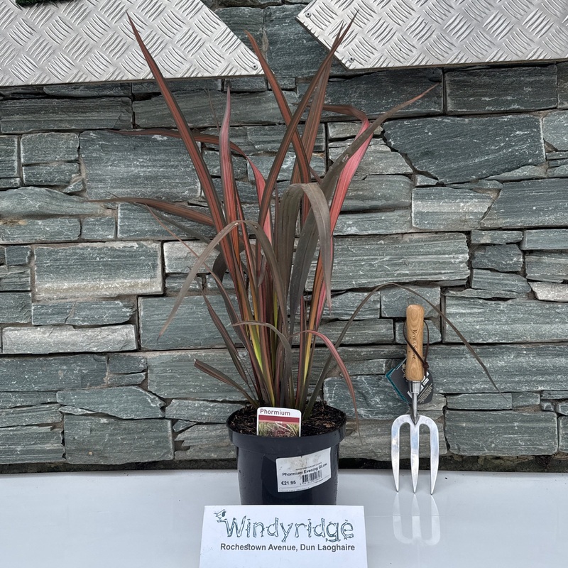 Phormium Evening Glow 3ltr pots