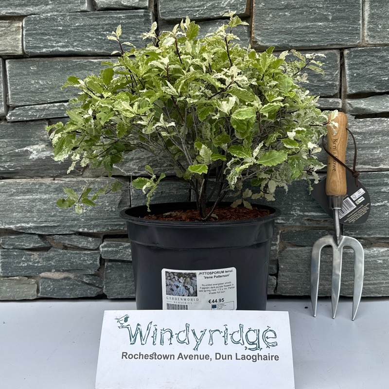 PITTOSPORUM tenui. Irene Paterson