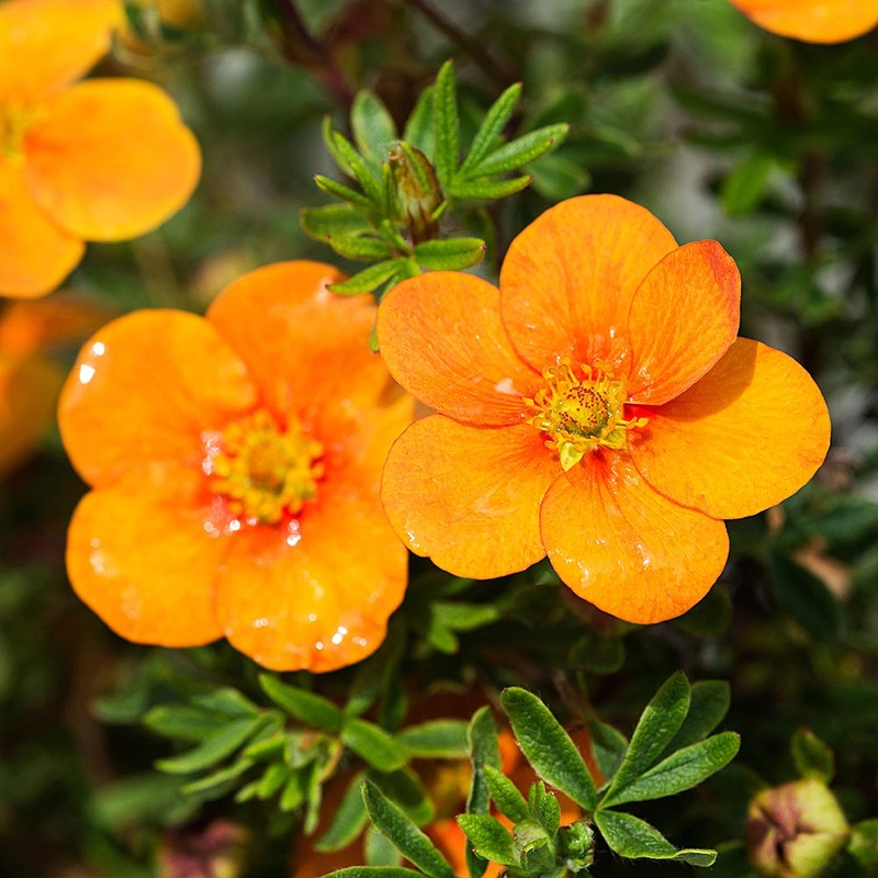 Potentilla tangerine