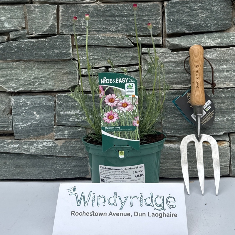 Rhodanthemum hyb. Marrakech