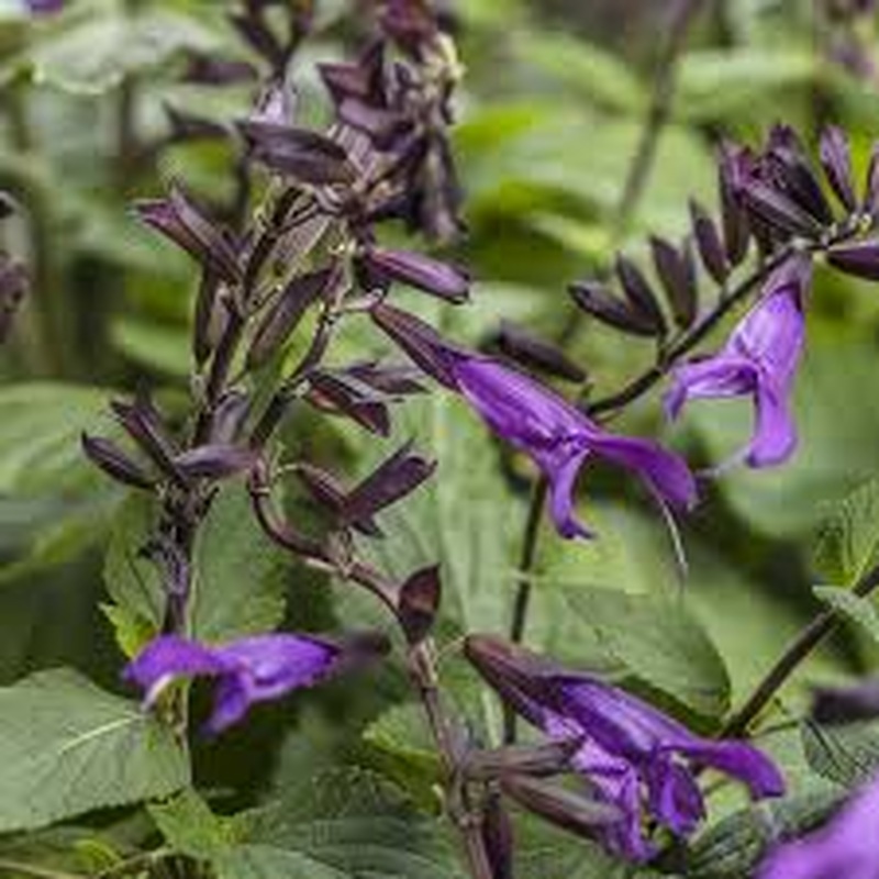 SALVIA Rockin Deep Purple
