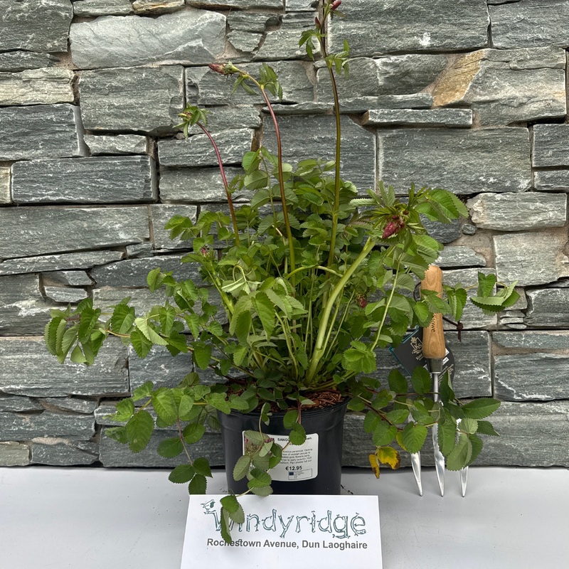 SANGUISORBA men. Wake Up