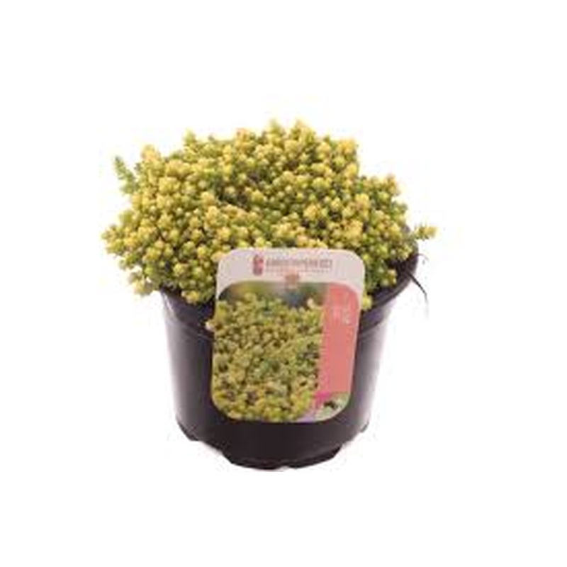 Sedum acre Yellow Queen  P13