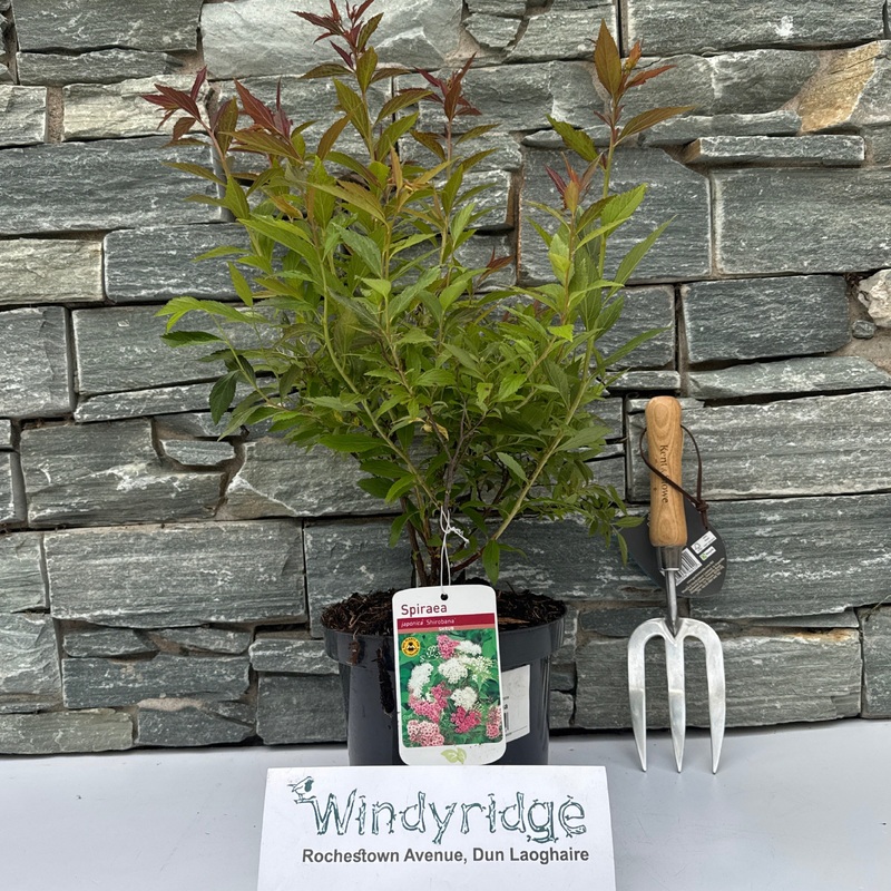 Spirea shirobana 3L