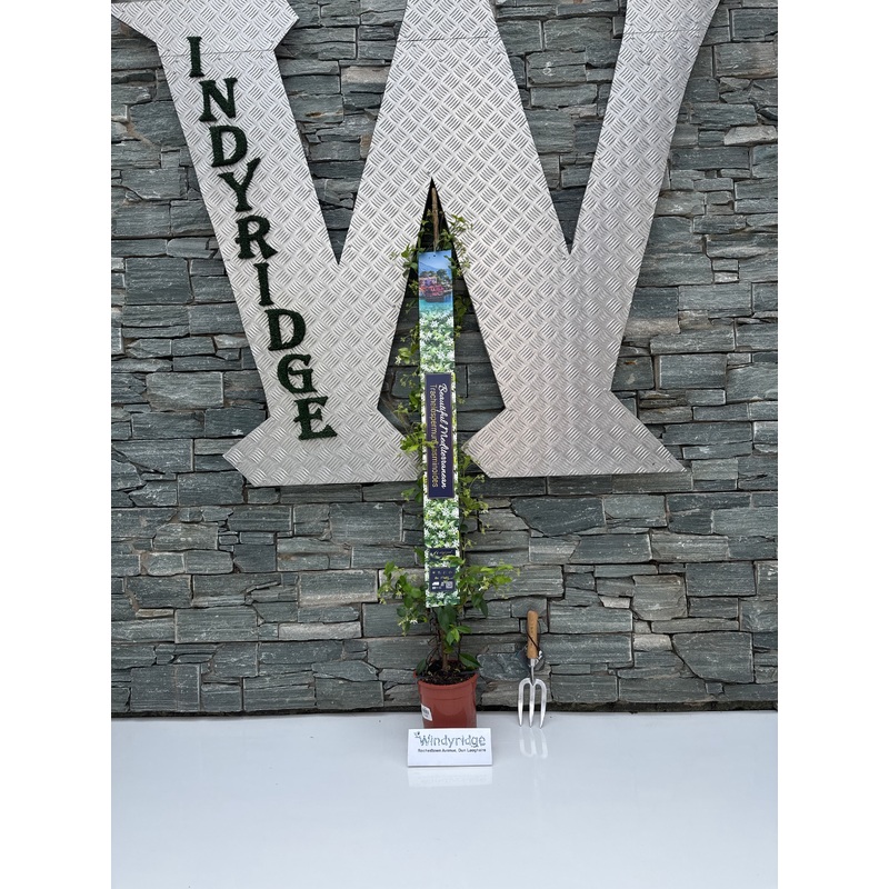 Trachelospermum Jasminoi + XXL Etiket