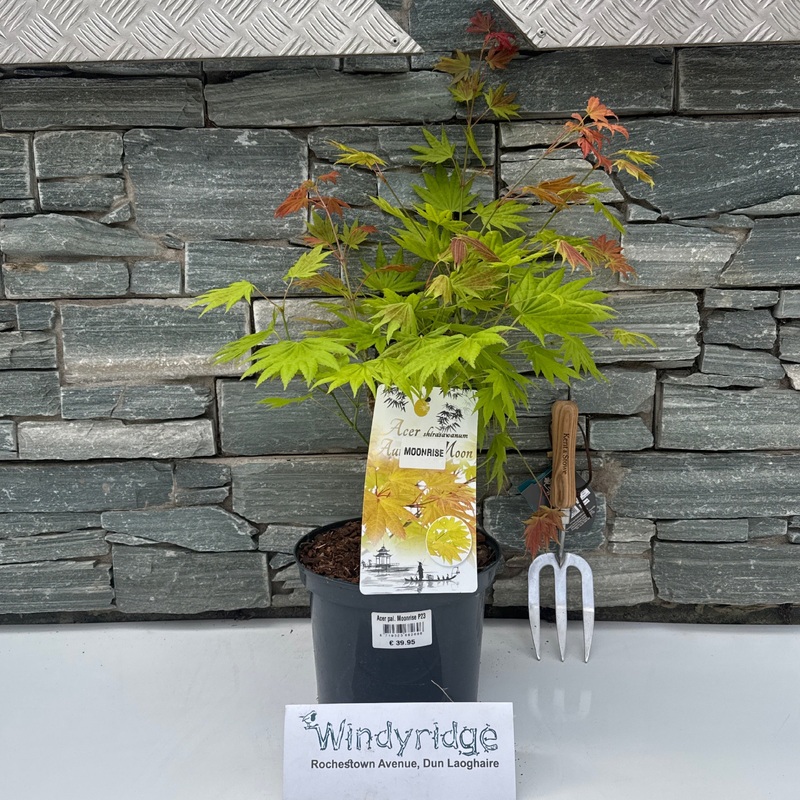 Acer pal. Moonrise P23