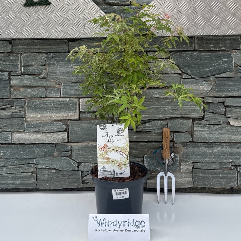 Acer pal. Ukigumo P23