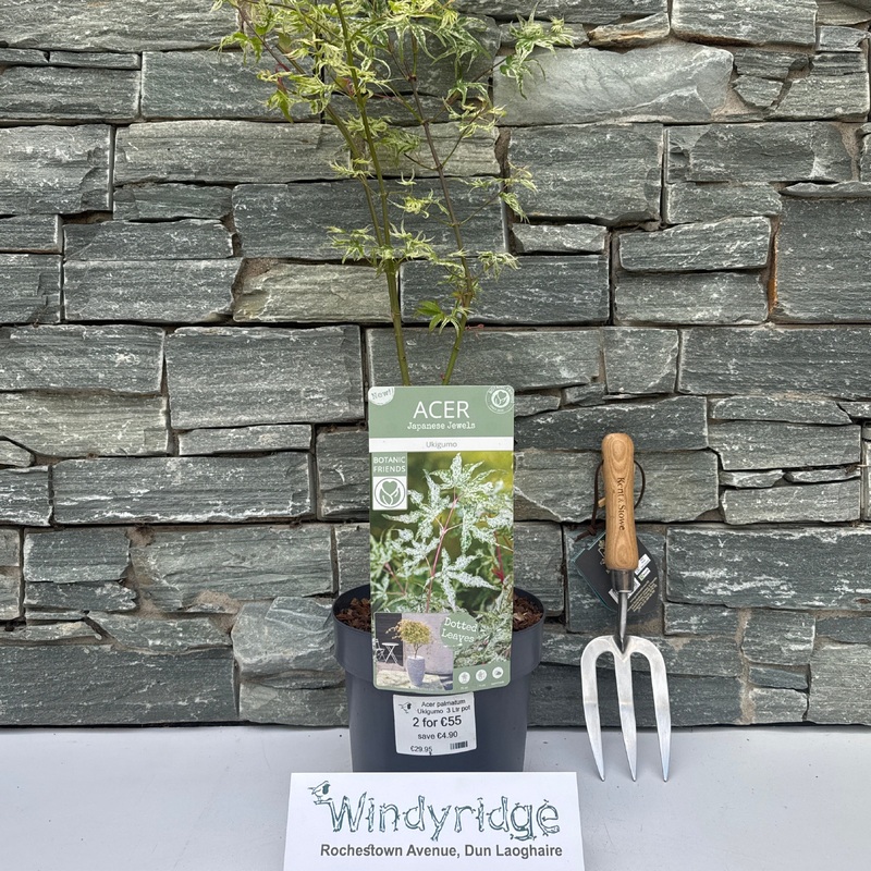 Acer palmatum Ukigumo  3 Ltr pot