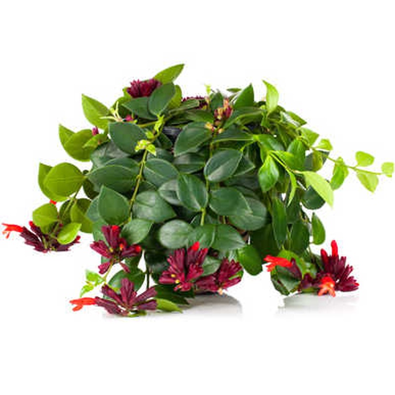 Aeschynanthus mix  P15, hanging pot