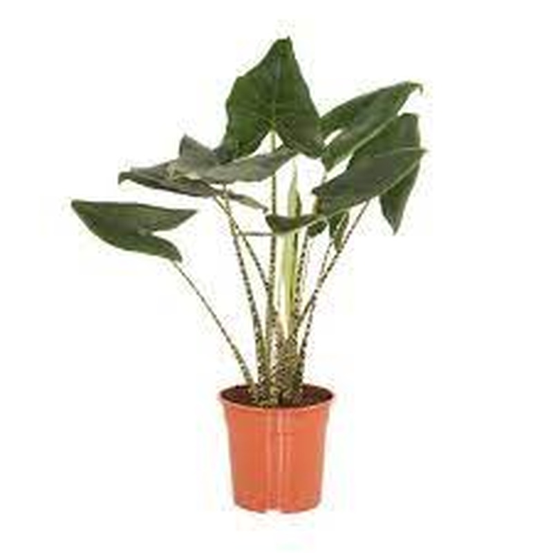 Alocasia Zebrina 24cm Pot (Zebra Plant)