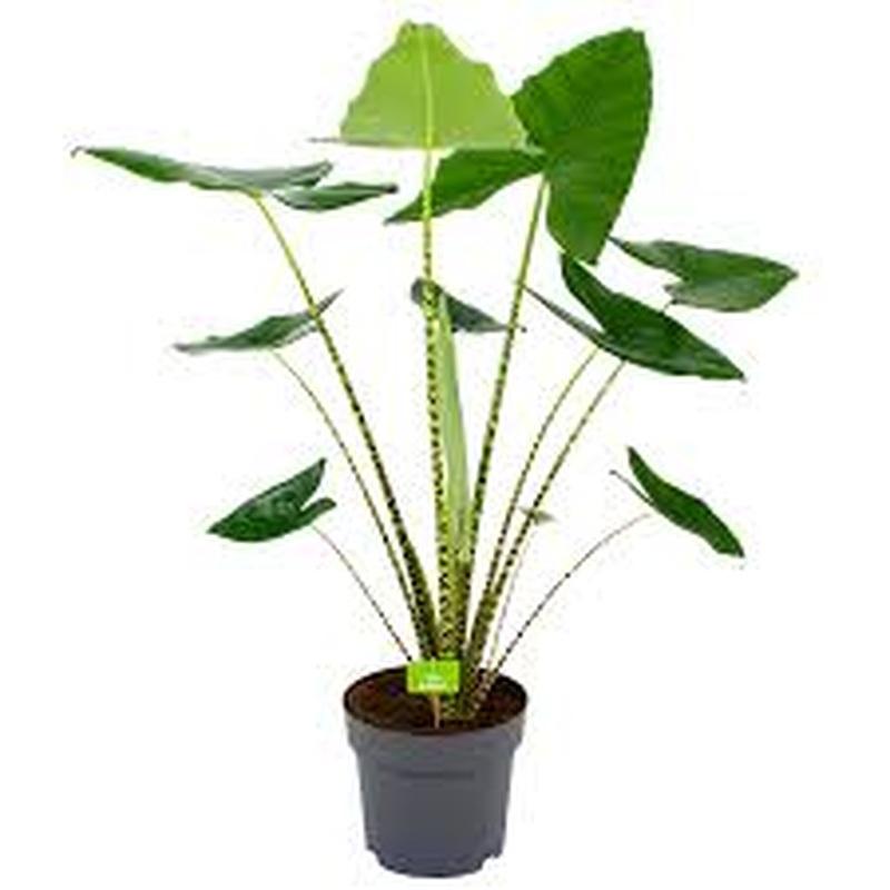 Alocasia Zebrina  P32