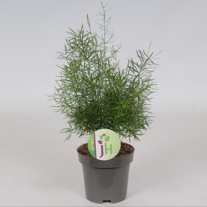 Asparagus dens.  Sprengeri    P12