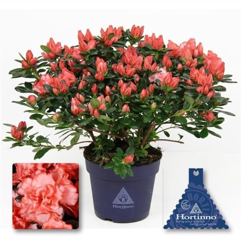 Azalea Hortinno Christine