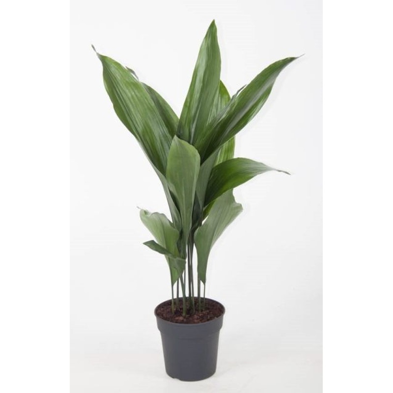 Bar Room Plant (Aspidistra Elatior)