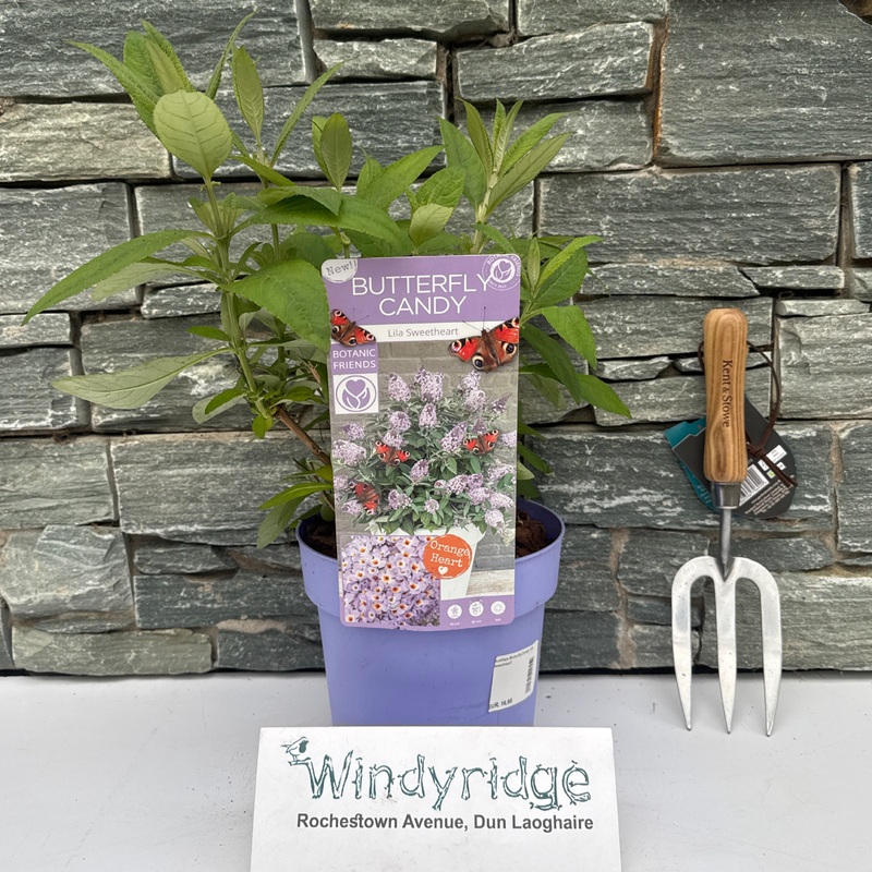 Buddleja Butterfly Candy Lila Sweetheart