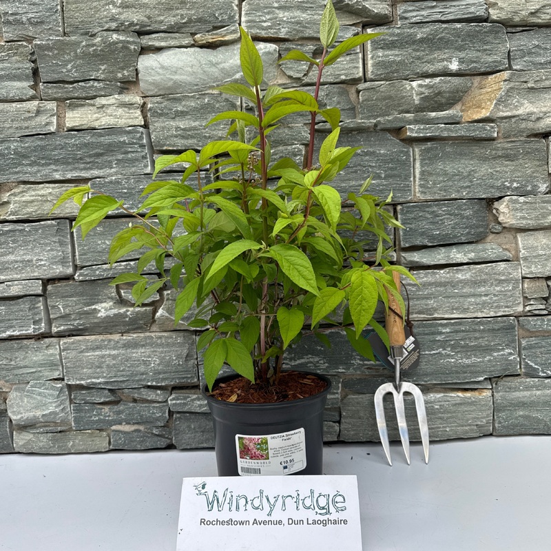 DEUTZIA Strawberry Fields