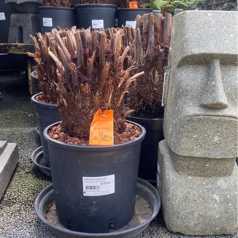 DICKSONIA antarctica 30cm